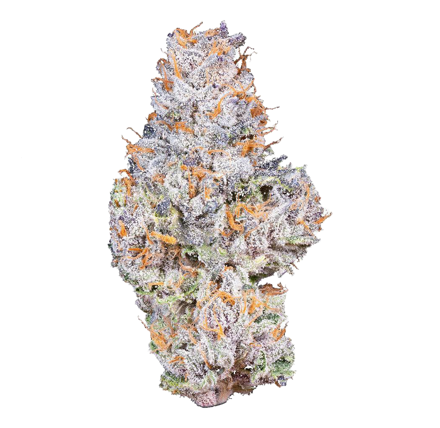 Connected - Gelato 41 | Premium Flower (3.5g) 2 Gelato 41 2 white